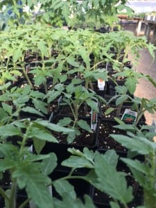 tomato transplants