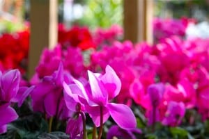 cyclamen-fall-annuals Cyclamen are fall annuals that need to be planted when the cold weather comes in.