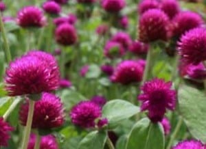 gomphrena