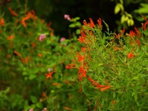 Native plants like, hummingbird bush will have pollintors flocking to your gardens