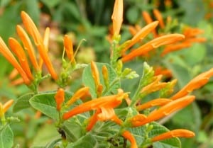 Mexican Honeysuckle will bring in the pollinators.