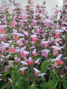salvia_coral