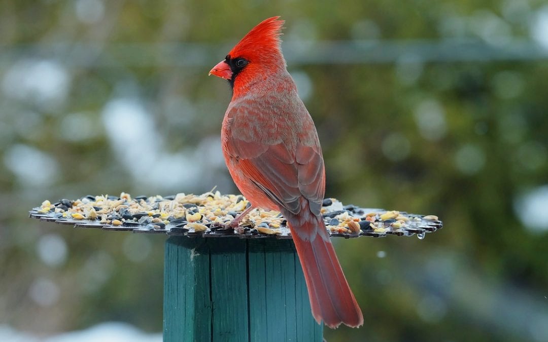 Tips for Attracting birds into San Antonio landscapes