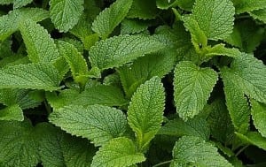 lemon-balm-plant-01a