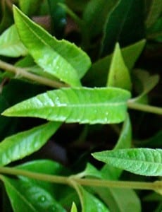 lemon verbena