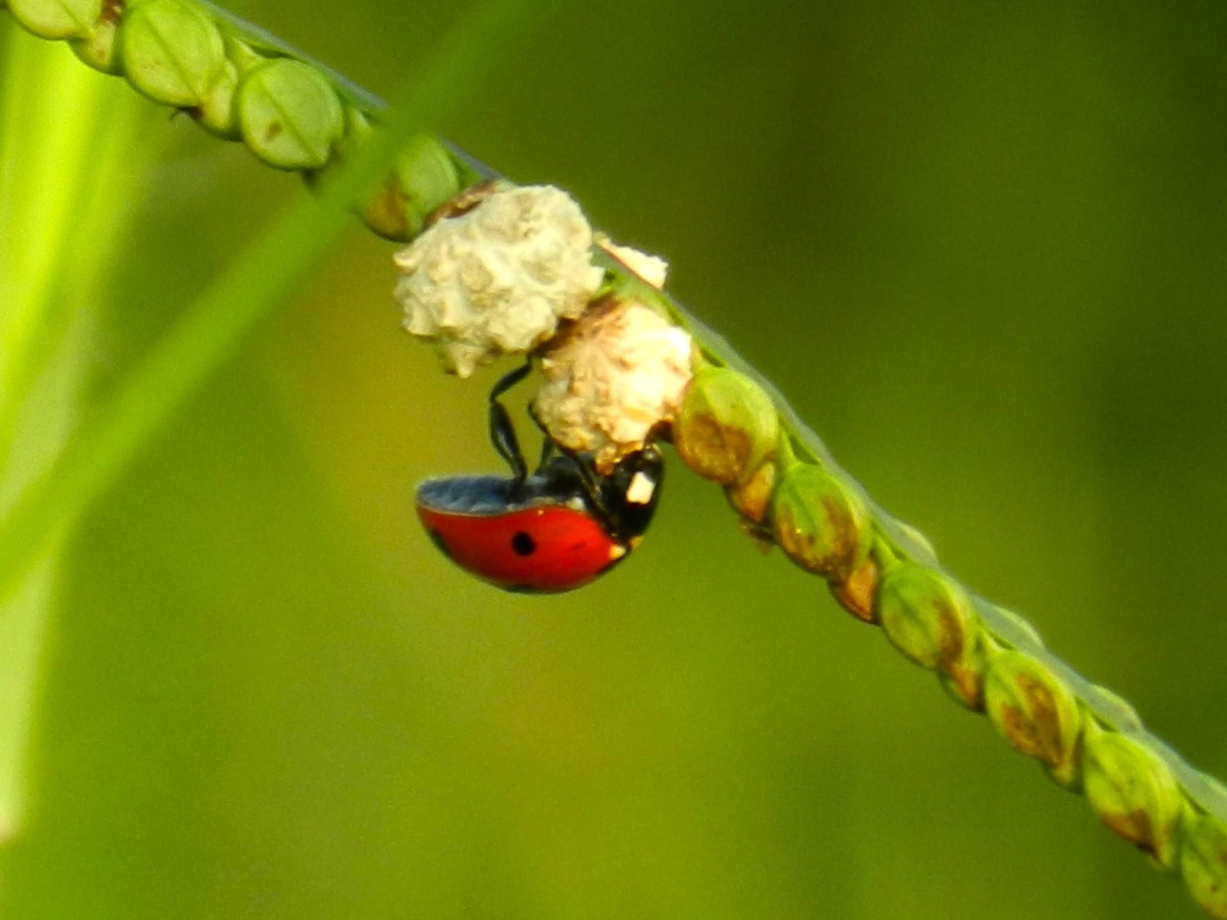 Beneficial Insects Organic Gardening Pest Control San Antoniorainbow Ladybug Beneficial Insect Eating A Pest
