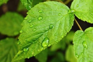 drops-of-water-352435_640