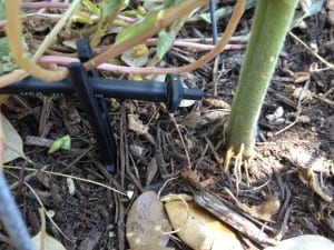 drip-irrigation-water-conservation-conserving Drip irrigation is a great tool for water conservation.