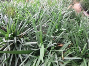 dwarf-mondo-grass-'nanus'-(shade)