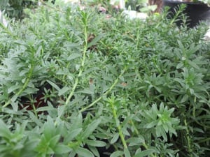 dwarf-myoporum-2-(shade)