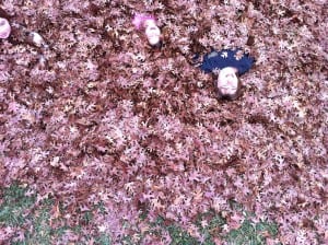 fall-leaves-kids
