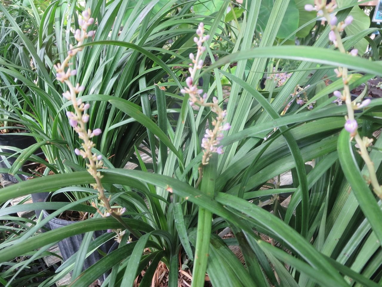 Cover More Ground With Groundcovers Rainbow Gardens Liriope Big Blue Shade