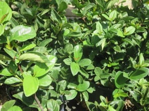 viburnum-glossy-sand