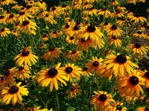 black-eyed-susan-314640_640