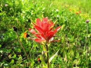 indian-paintbrush-383642_640