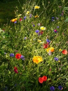 summer-flowers-55537_640