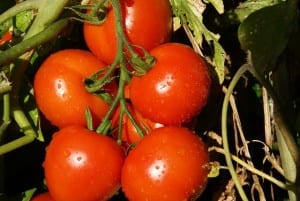 tomato-273393_640