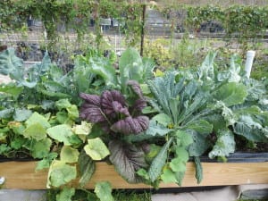 wicking-bed-full