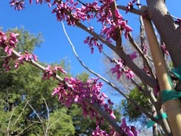 redbuds-san-antonio Redbud just starting to bloom in San Antonio during spring.