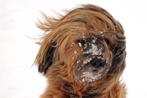 dog-626246_640