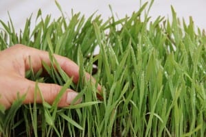 germination-589322_640