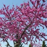redbud-104910_640