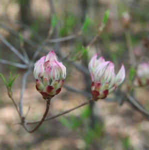 wild-24324_640
