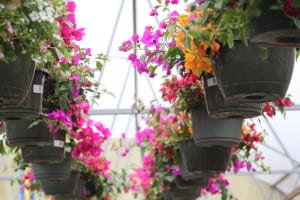 bougainvillea-bandera