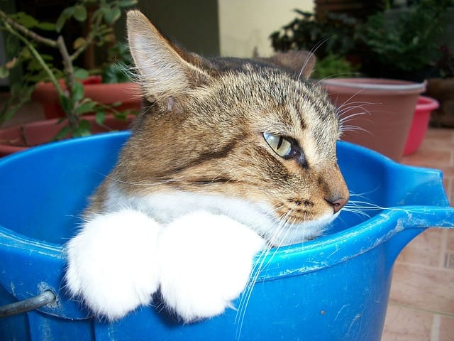 Nematodes Bring On The Rainbow Gardensrainbow Gardens Cat 14399 640