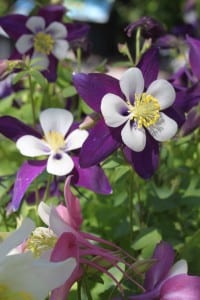 columbine-purple-white (2)