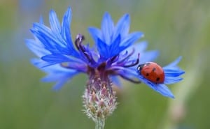 cornflower-102585_640