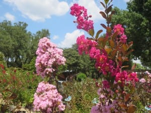 crape myrtle pnks
