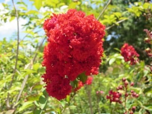crape myrtle red 2