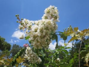 crape myrtle white