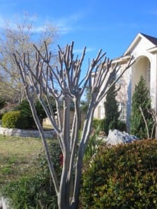 crapemyrtle_murder