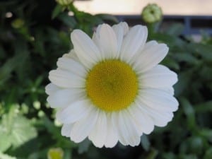 daisies-shasta (2)