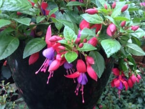 fuchsia-