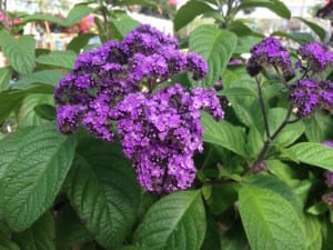 heliotrope