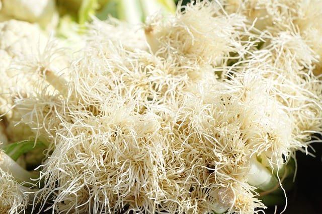 Nematodes Bring On The Rainbow Gardensrainbow Gardens Plant Roots Like These Are Irresistible To Soil Dwelling Pests Enter The Beneficial Nematode
