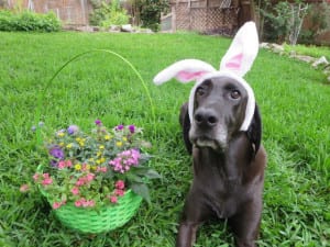 toby-easterbasket2