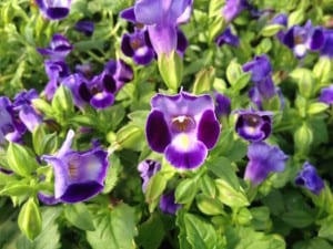 torenia-purple