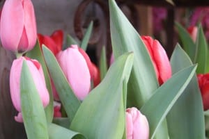 tulips (2)