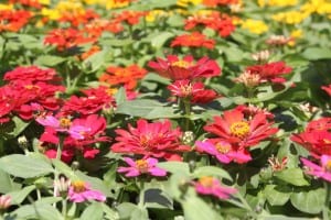 zinnia-dreamland (2)