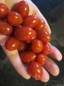 ruby-crush-rodeo-tomatoes-tomato-cherry Harvesting Ruby Crush, 2021 Rodeo tomato.