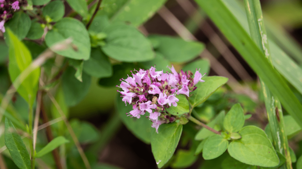 Oregano flowers