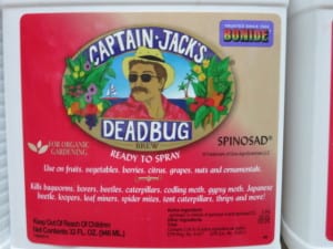 Spinosad can help treat spider mites before an ifestations gets too great.