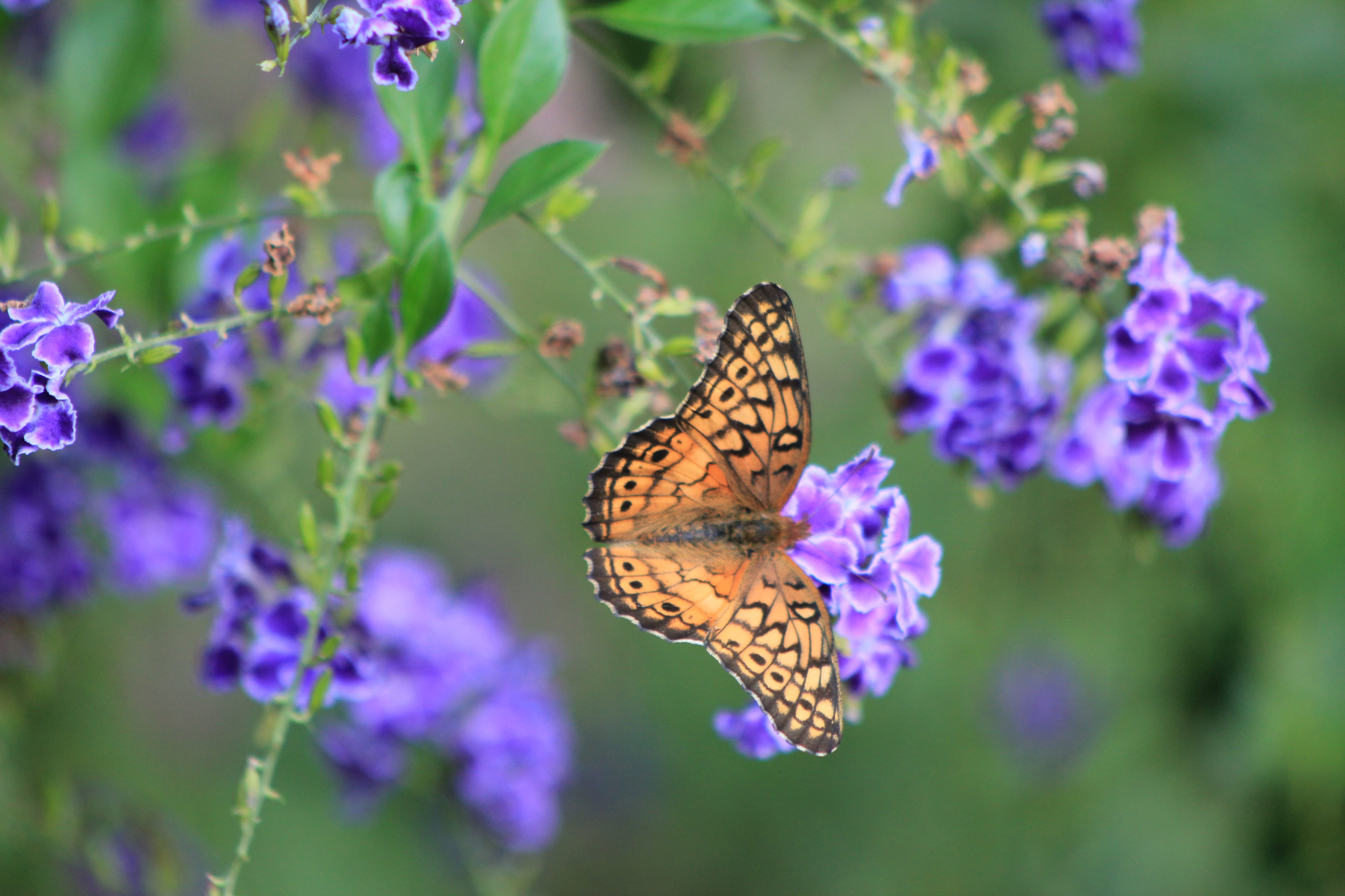 Butterflies: Rainbow Gardens Favorite Nectar Producing Plants