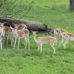 fallow-deer-597550_640