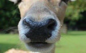 fallow-deer-602253_640