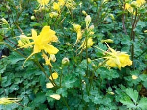 columbine-Hinkley's-Gold